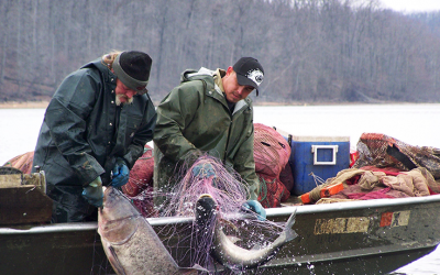 WAR ON CARP