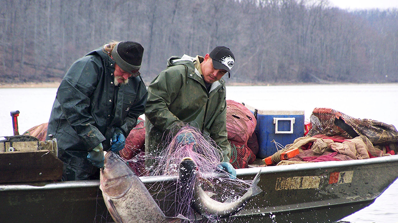 WAR ON CARP